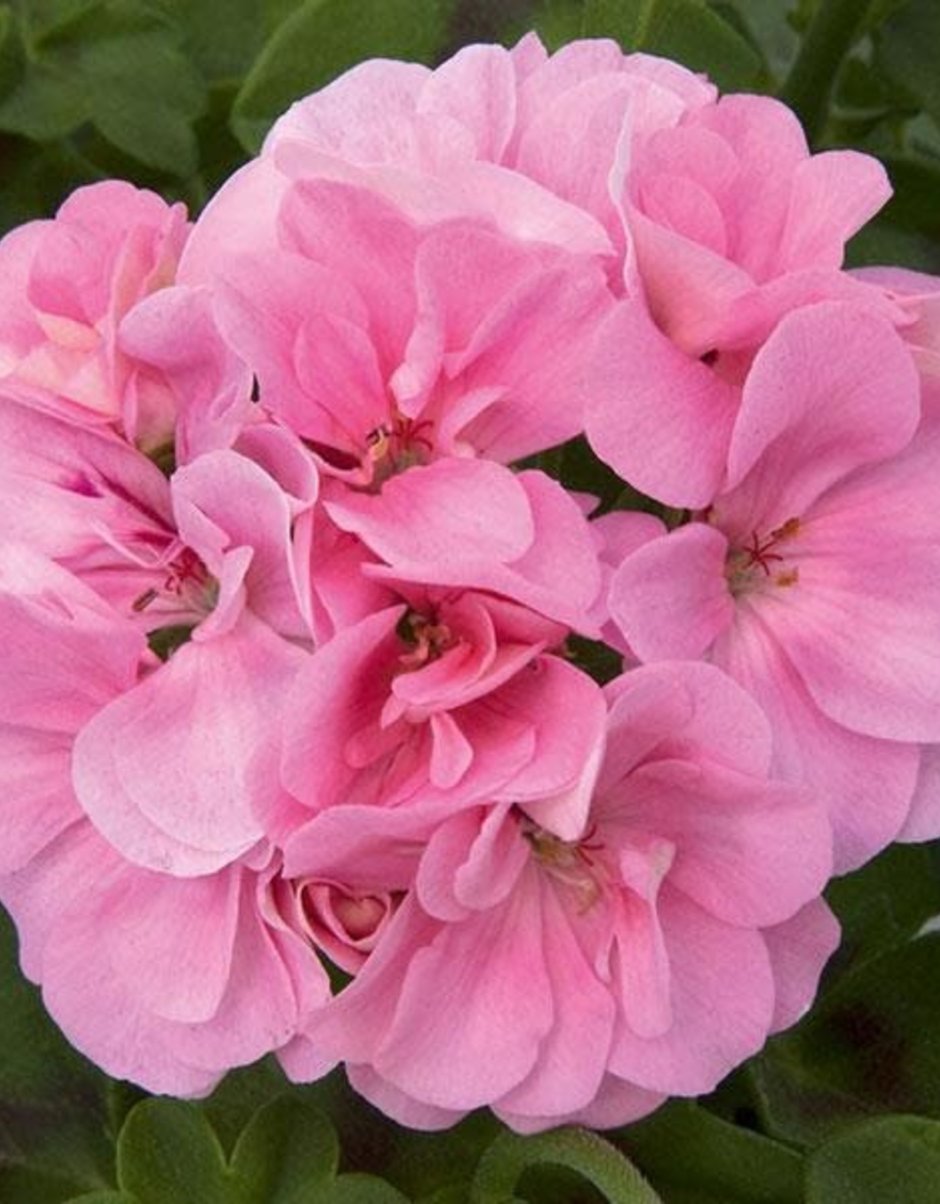 Пеларгония Pink Sybil