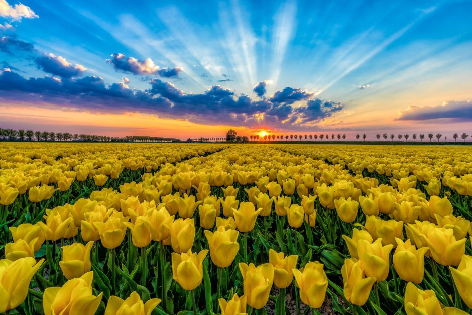 Желтые тюльпановые поля в Голландии
