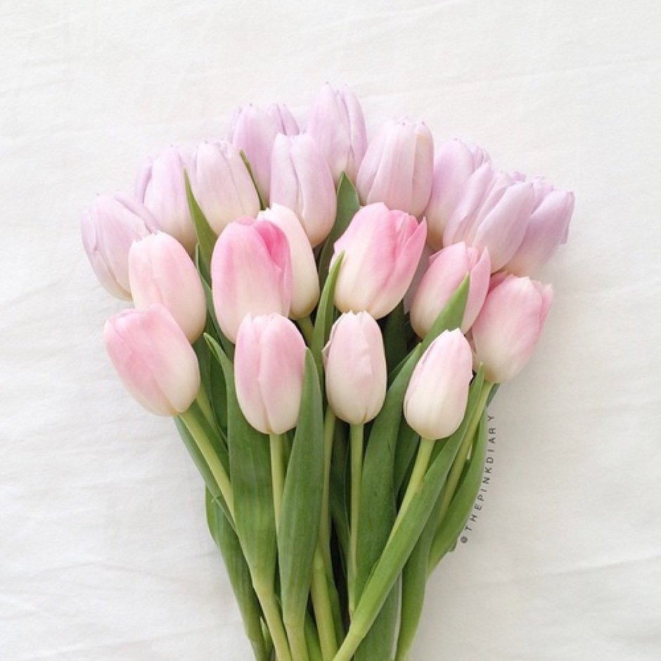 Светло розовые тюльпаны