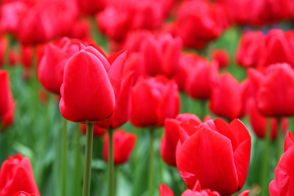 Тюльпаны красные Иль де Франс