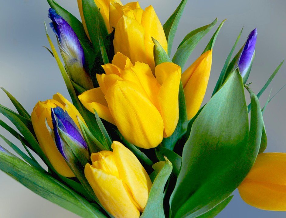 Желто голубые тюльпаны