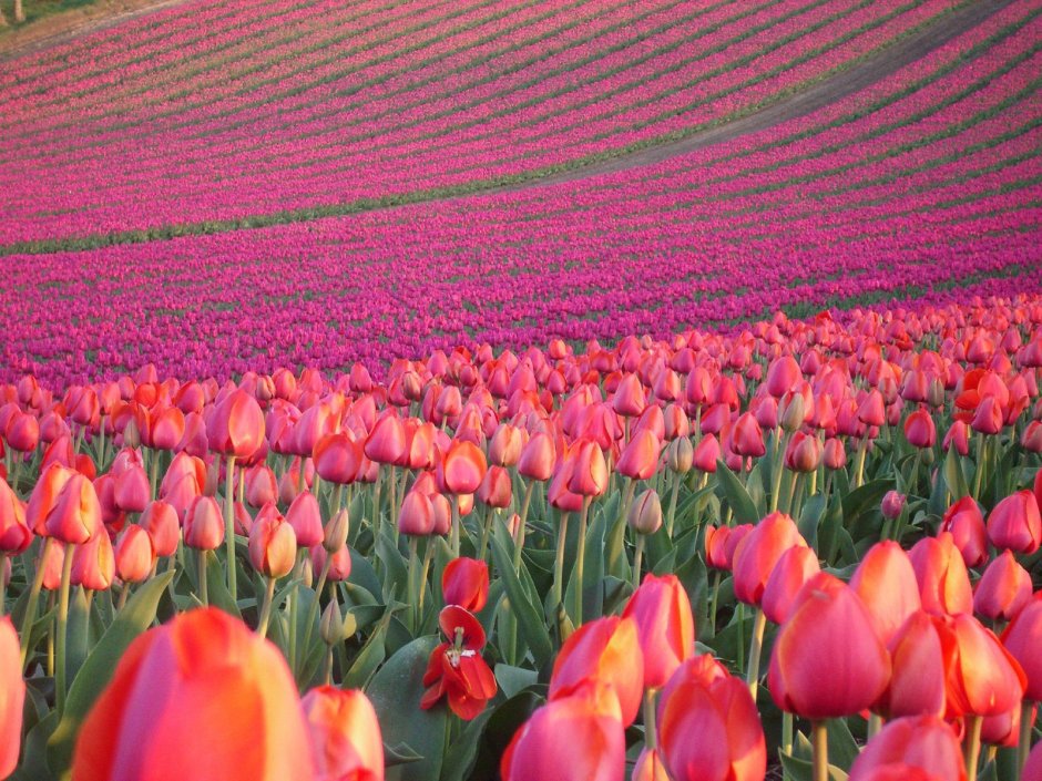 Тюльпановые поля в Голландии