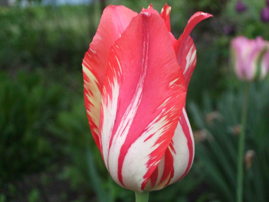Тюльпан лилейный сорта