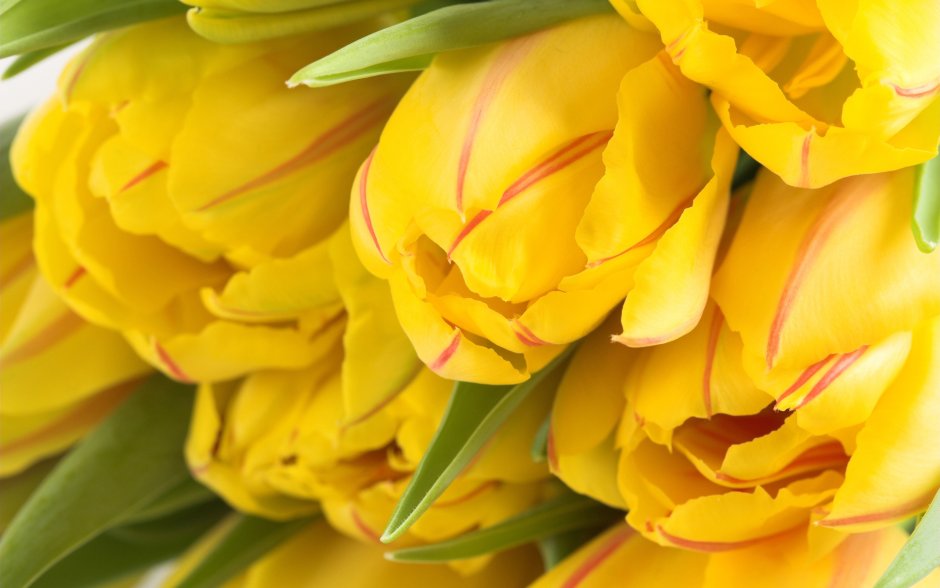 Желтые полумахровые тюльпаны