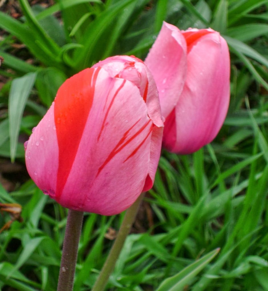 Сорт тюльпана Pink Ardour