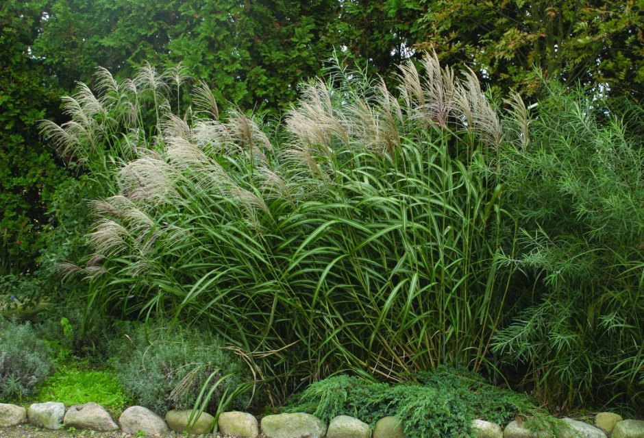 Miscanthus sinensis Adagio