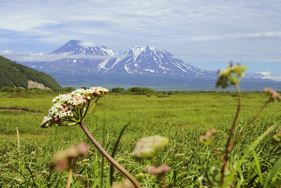 Горец Флоры Камчатки