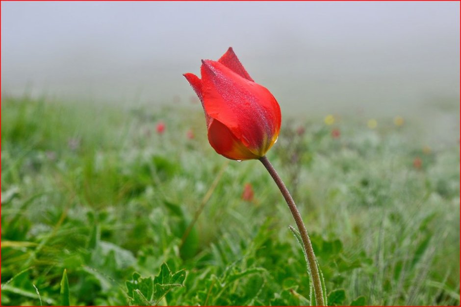 Калмыцкий тюльпан один красный