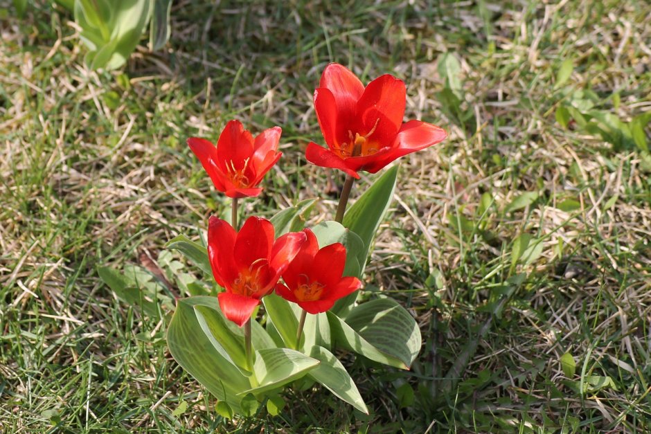 Растения для детей тюльпан Луговой