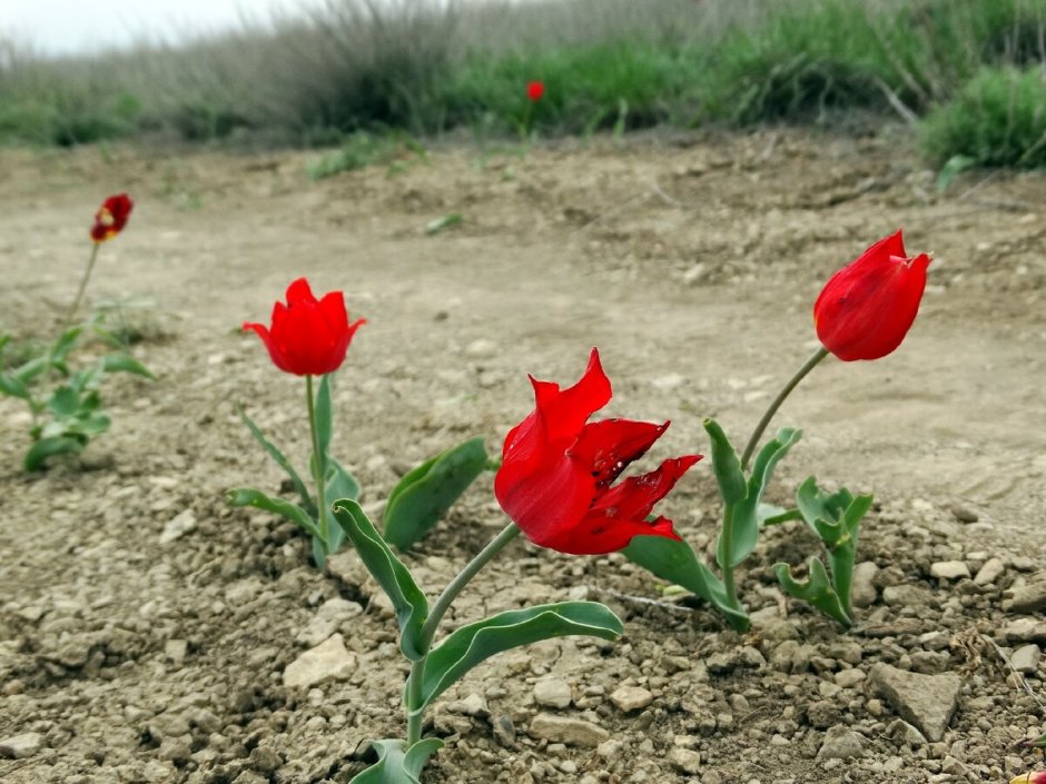 Весна гора Богдо тюльпаны