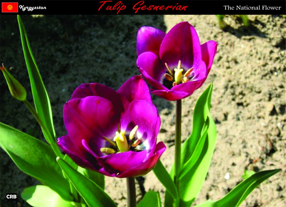 Лилейные — тюльпан карабахский