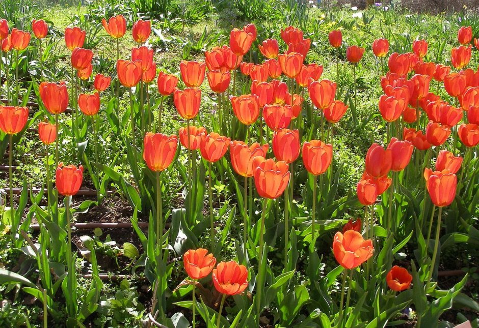 Тюльпан Геснера – Tulipa gesneriana l