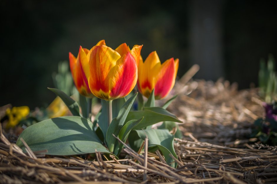 Весенние первоцветы тюльпан