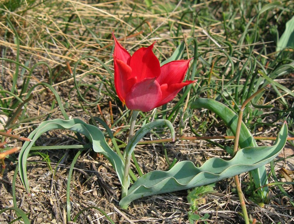 Растение тюльпан Шренка