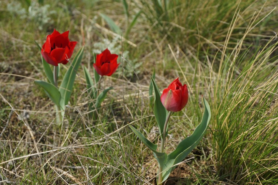 Тюльпан Шренка в Оренбургской области