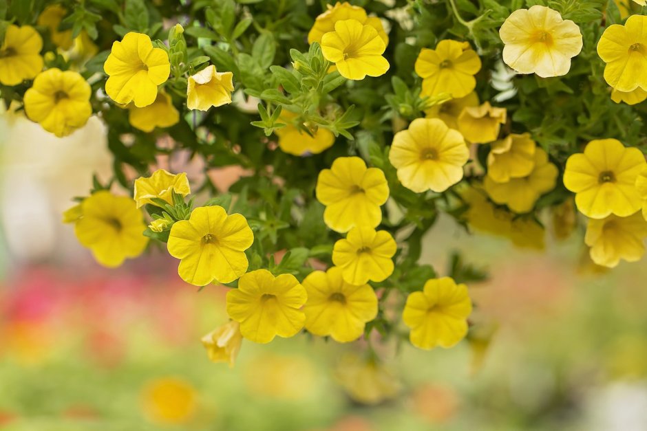 Калибрахоа Calibrachoa kali Yellow