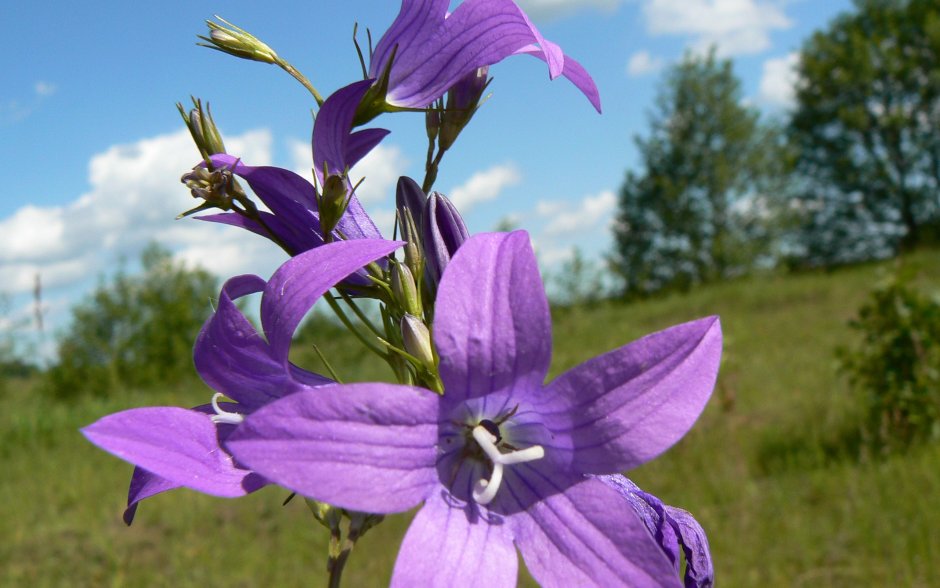 Растения Белоруссии