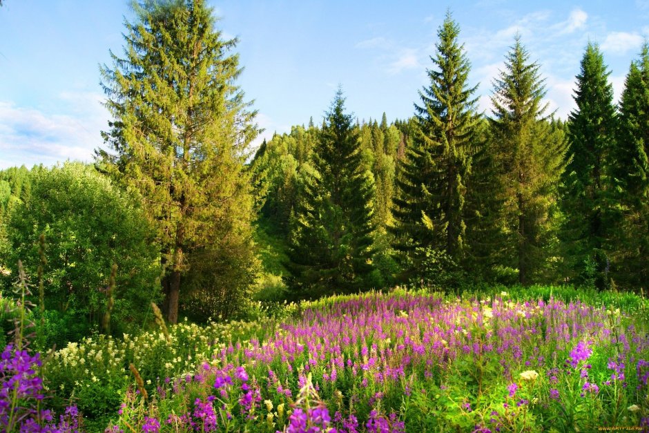 Уральская Лесная растительность