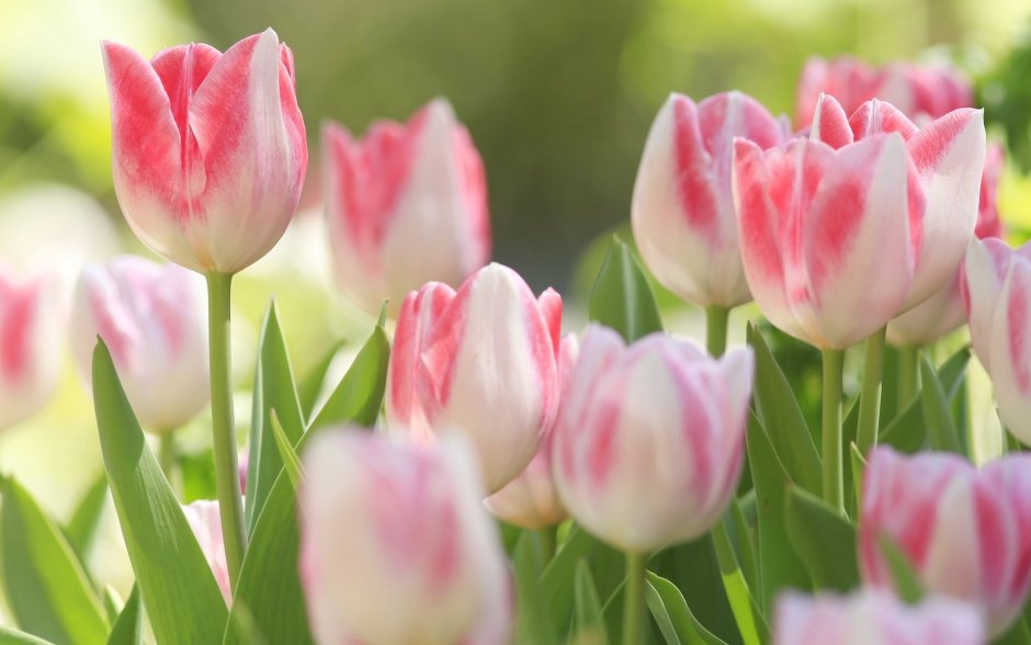 Тюльпаны пыльно розовые
