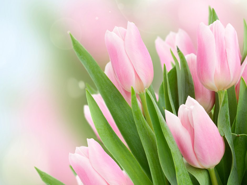 Бежевые розовые тюльпаны