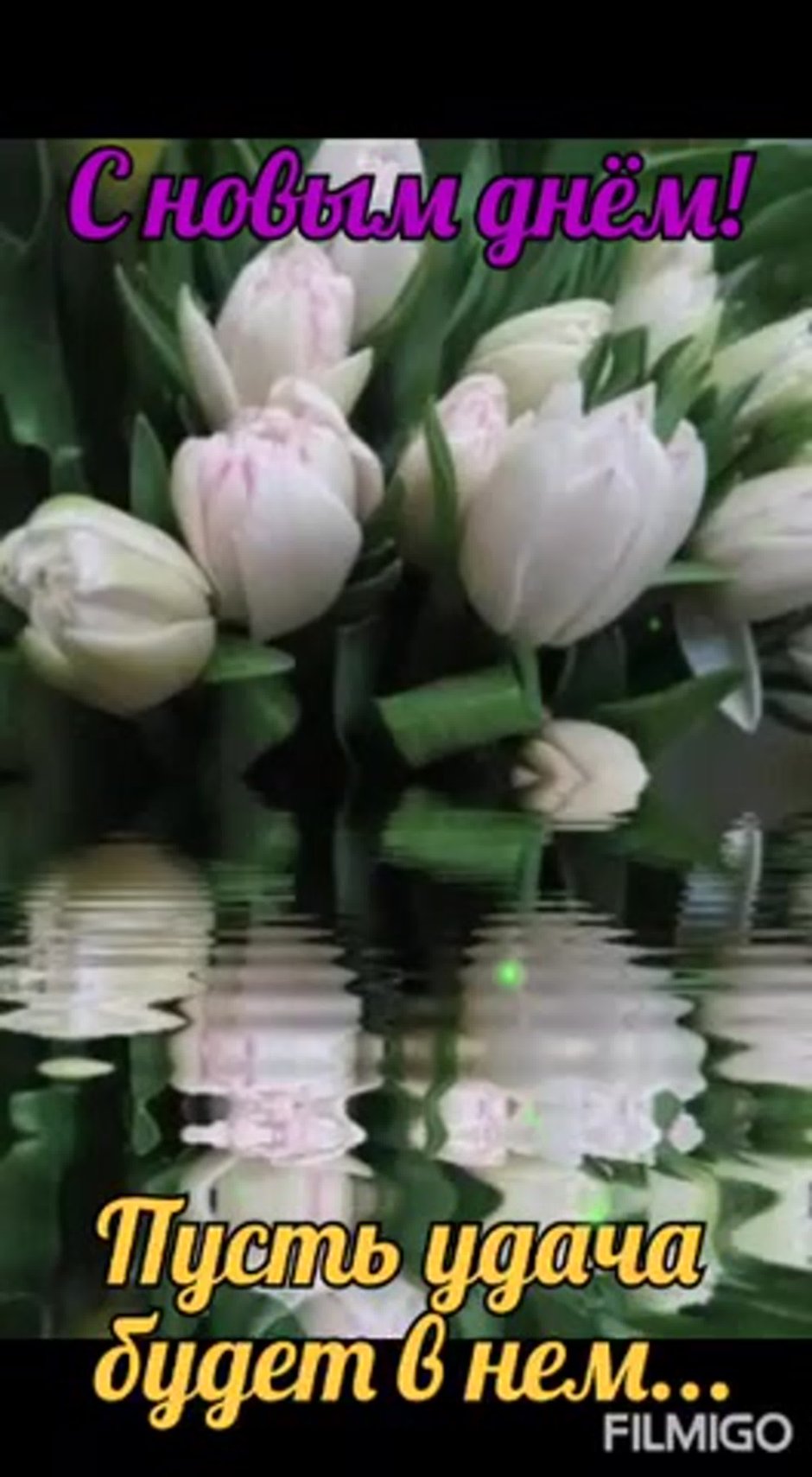 Живые белые тюльпаны