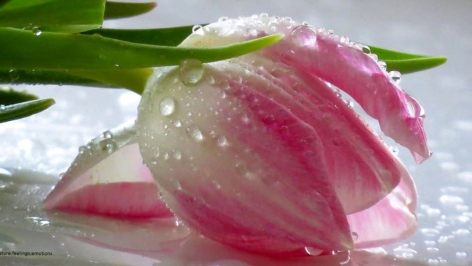 Нежно розовые тюльпаны в каплях росы