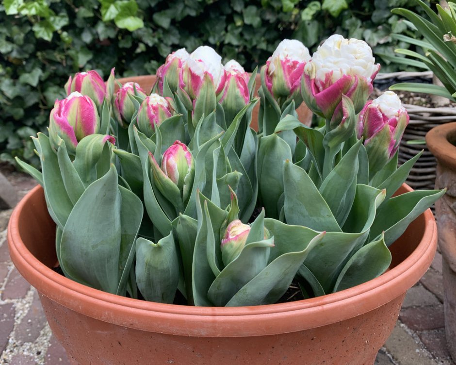 Эстетичные букеты тюльпанов