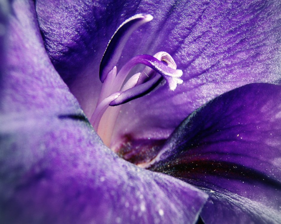 Растение с фиолетовыми цветами