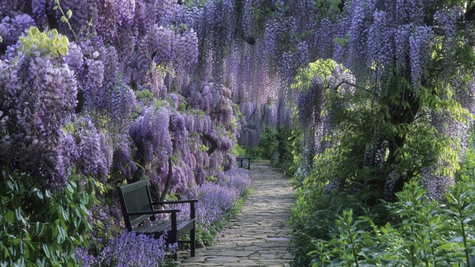 Wisteria sinensis Глициния китайская