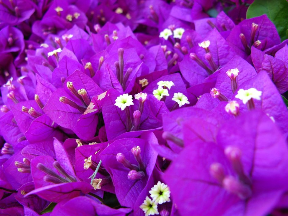 Фиолетовые экзотические цветы