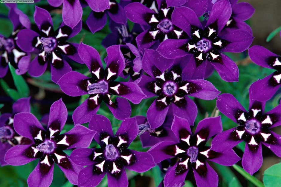 Фиолетовые полевые крестоцветные цветы