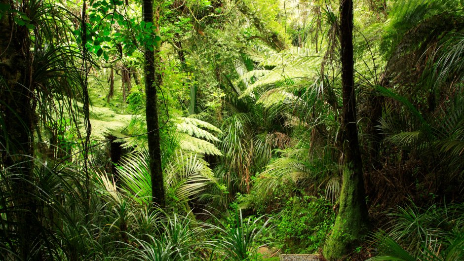 Влажные экваториальные леса Африки Флора