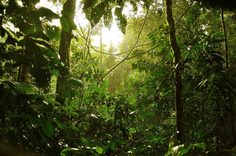 Дождевой лес Борнео