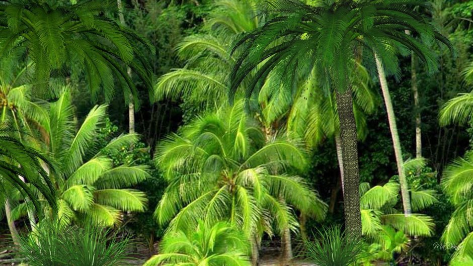 Гвианская Амазония пальмы