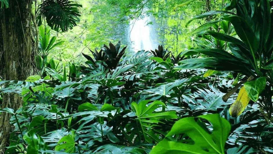 Растения влажных тропических лесов Африки