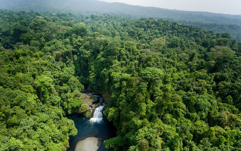 Экваториальная Гвинея экваториальный лес