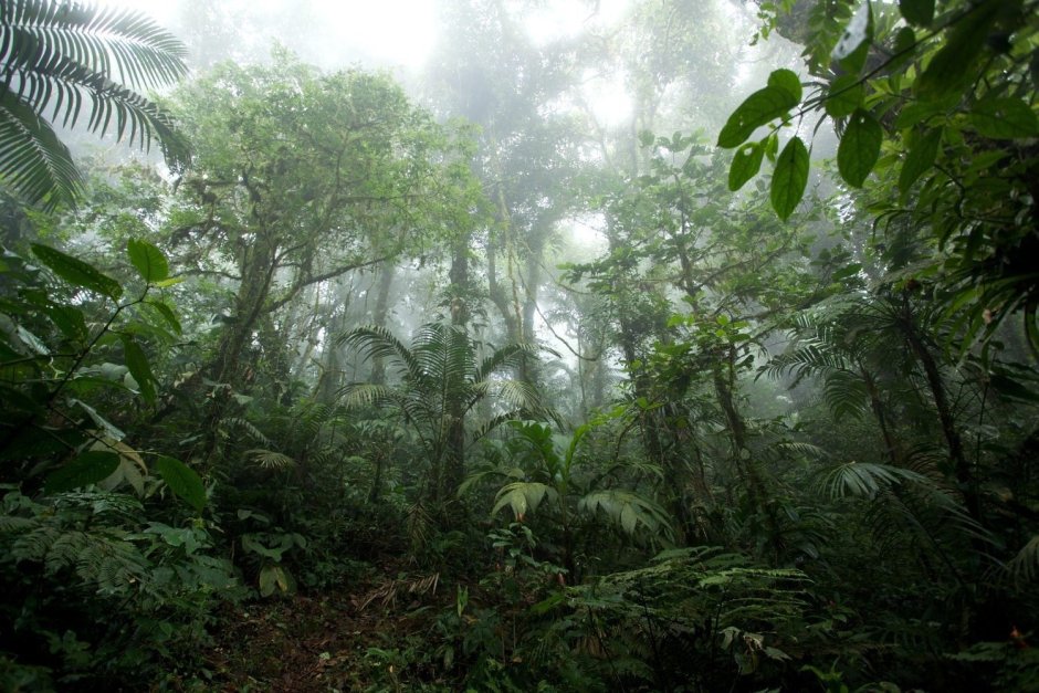 Тропические дождевые леса Индии