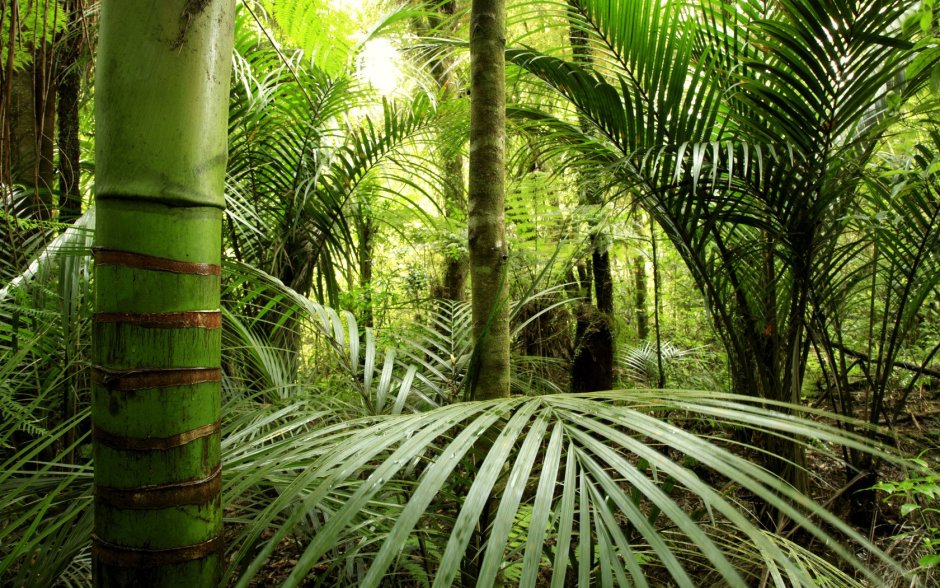 Сунгей-Булох тропические леса