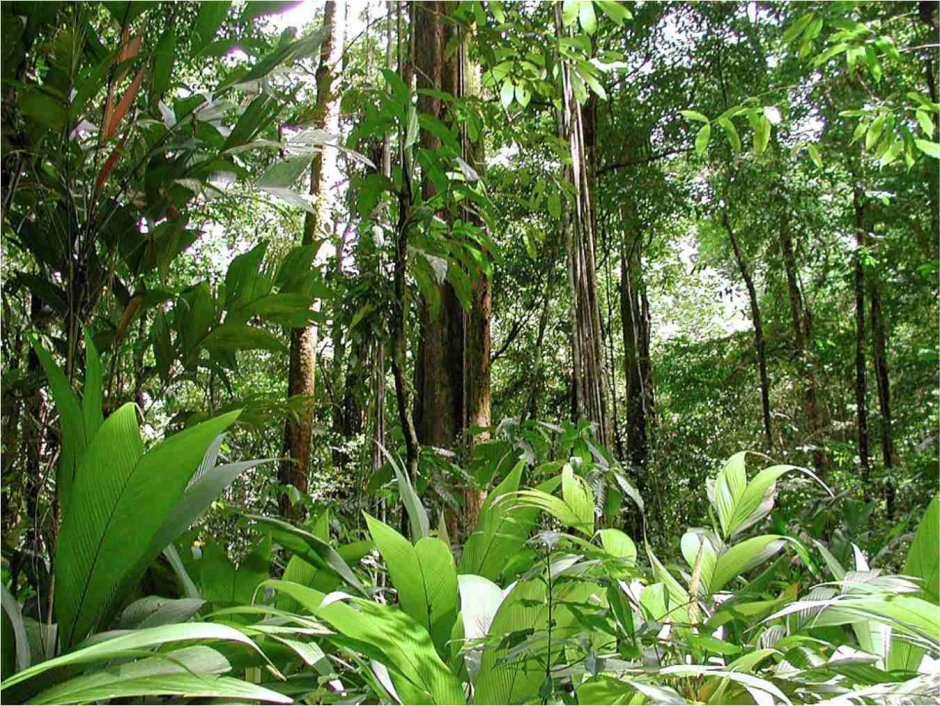 Вечнозеленые тропические леса Африки