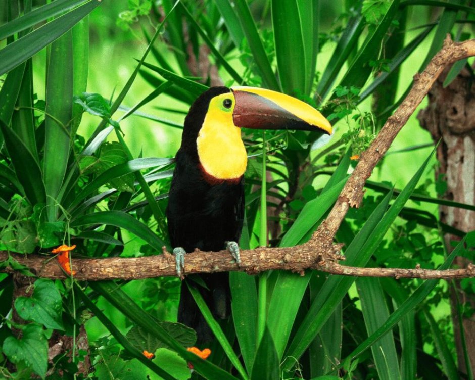 Фауна влажных экваториальных лесов Южной Америки