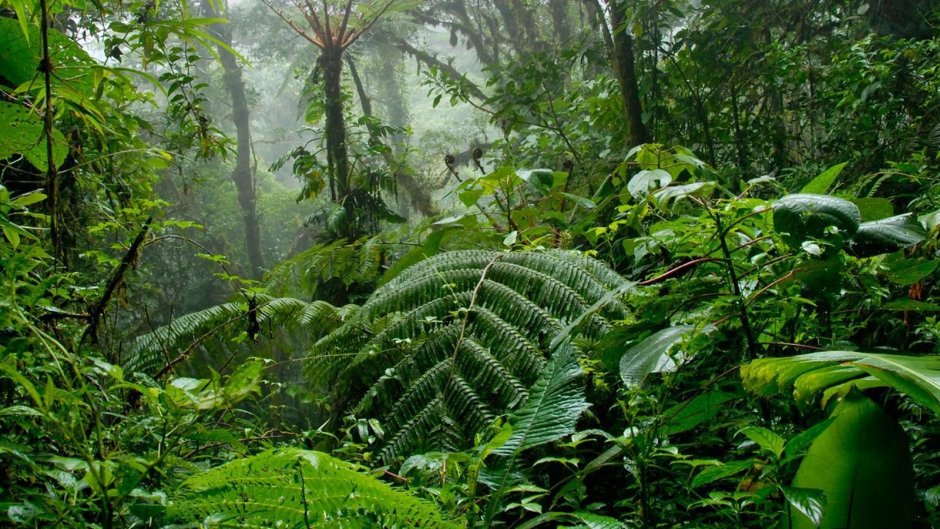 Влажный тропический лес Индокитая
