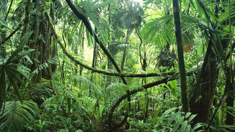 Амазон тропический лес