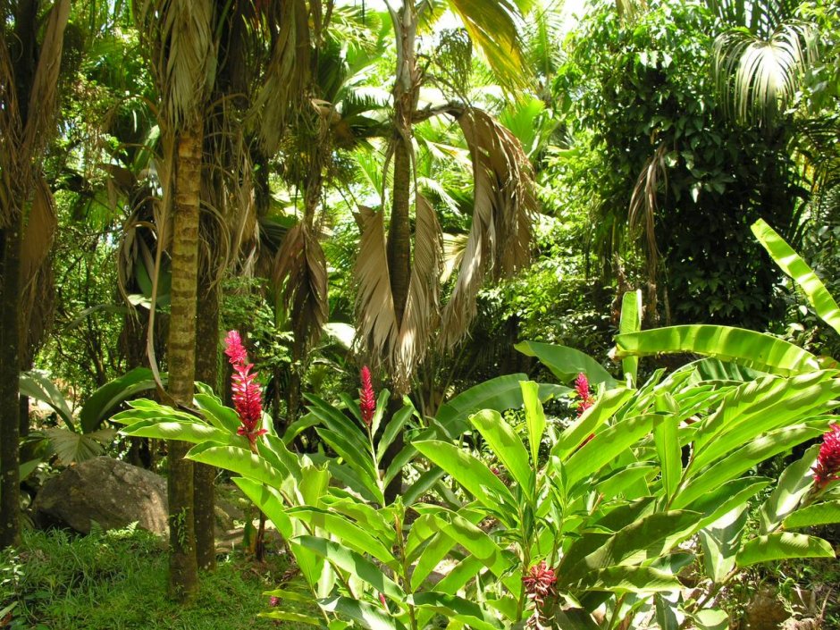 Экваториальный лес Африки растения