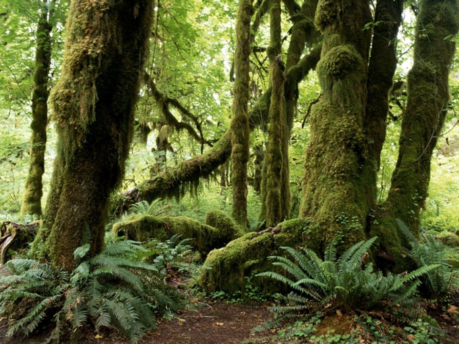 Экваториальный лес Гилея) растения