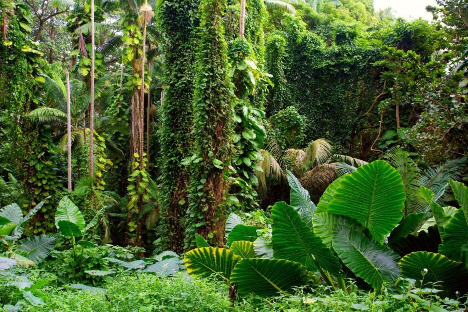 Растения влажных экваториальных лесов африки