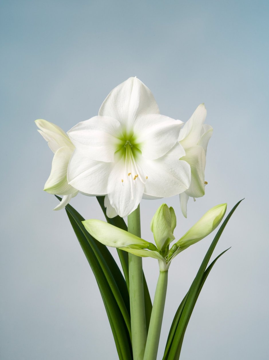 Амариллис цветы бело зеленый
