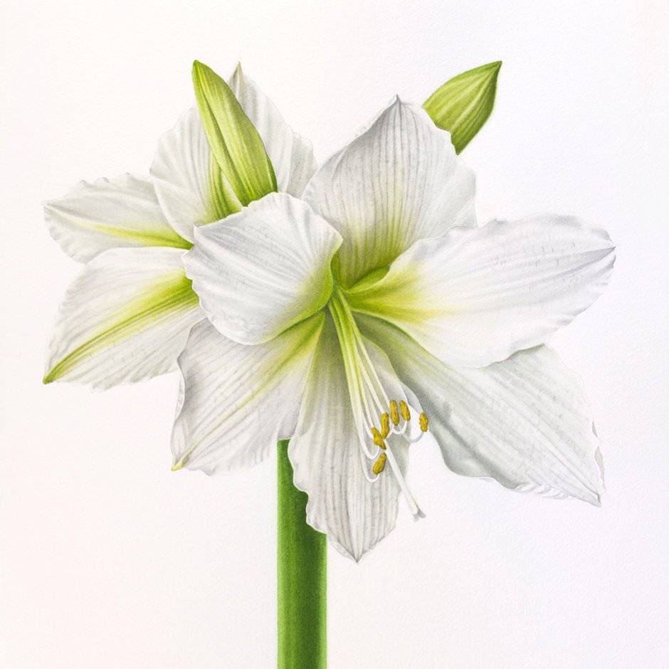 Гиппеаструм цветок белый