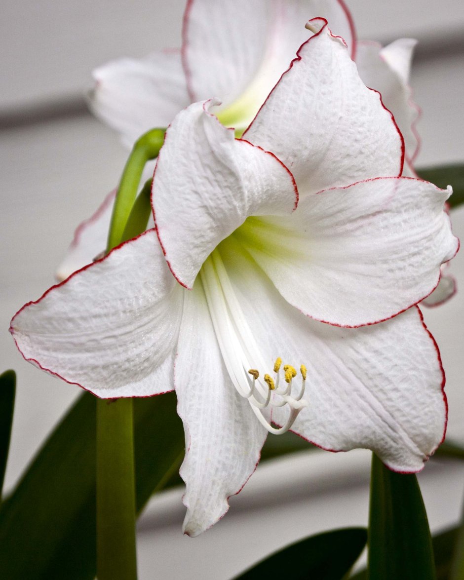 Амариллис белый мелкий цветок
