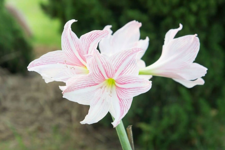 Амариллис цветок белый