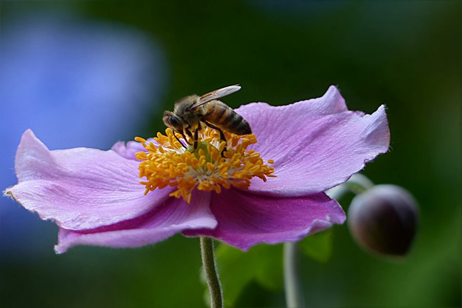 Насекомые пчела на цветке